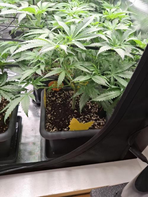 C.C.G / O.S.S Grow Event. Week 7