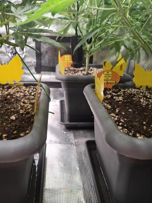 C.C.G / O.S.S Grow Event. Week 7