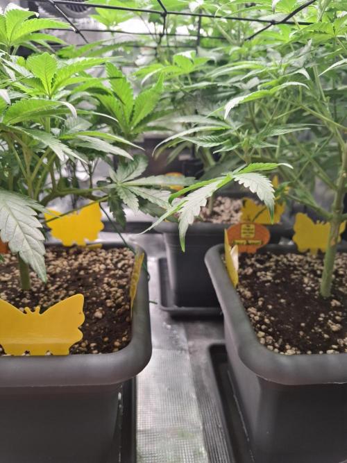 C.C.G / O.S.S Grow Event. Week 7
