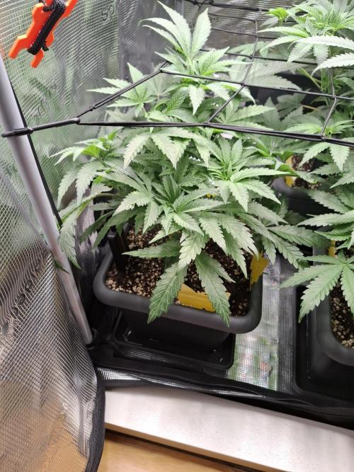 C.C.G / O.S.S Grow Event. Week 7
