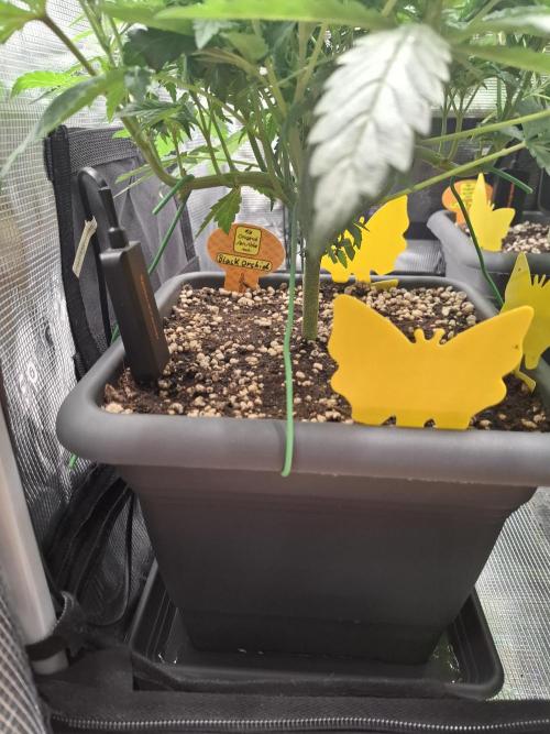 C.C.G / O.S.S Grow Event. Week 7