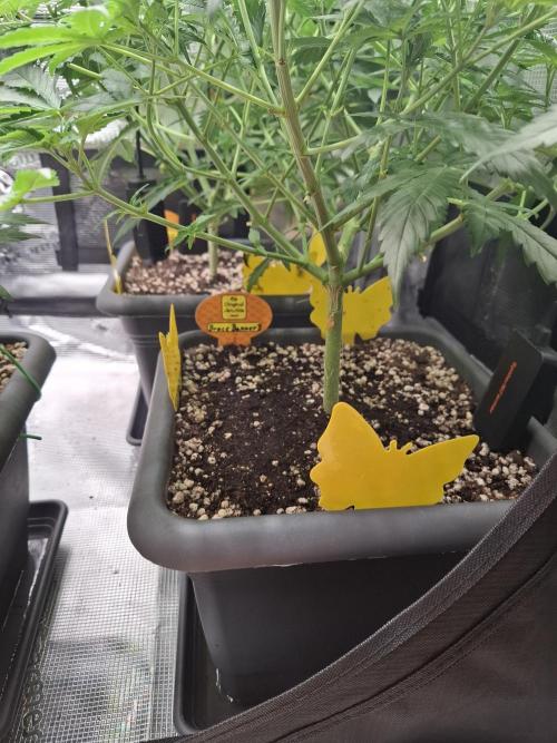 C.C.G / O.S.S Grow Event. Week 7