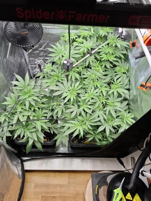 C.C.G / O.S.S Grow Event. Week 7