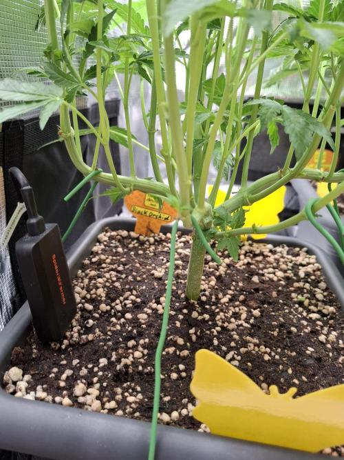 C.C.G / O.S.S Grow Event. Week 8