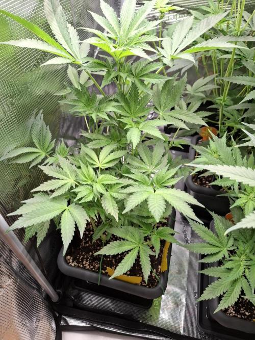 C.C.G / O.S.S Grow Event. Week 8