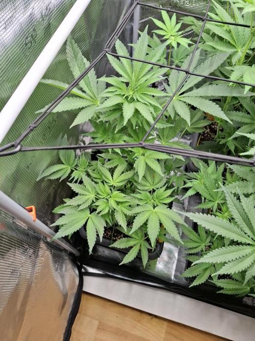C.C.G / O.S.S Grow Event. Week 8