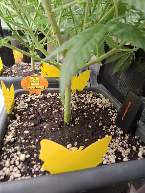 C.C.G / O.S.S Grow Event. Week 8