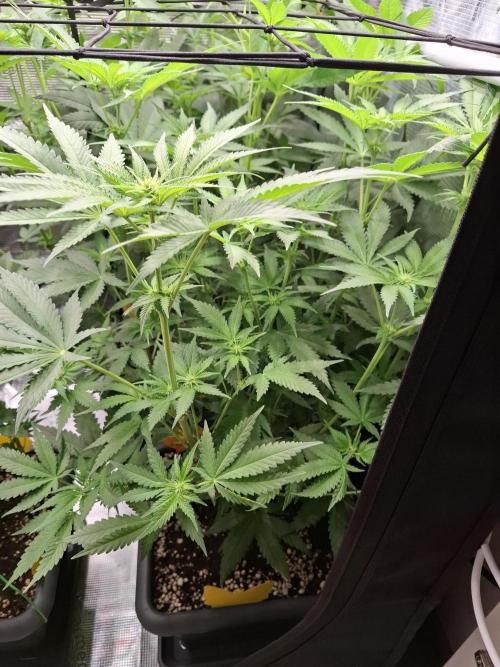 C.C.G / O.S.S Grow Event. Week 8