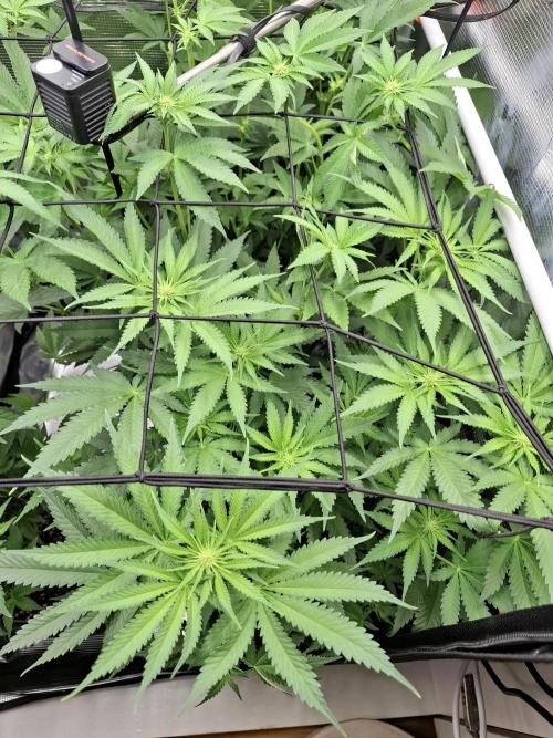 C.C.G / O.S.S Grow Event. Week 8