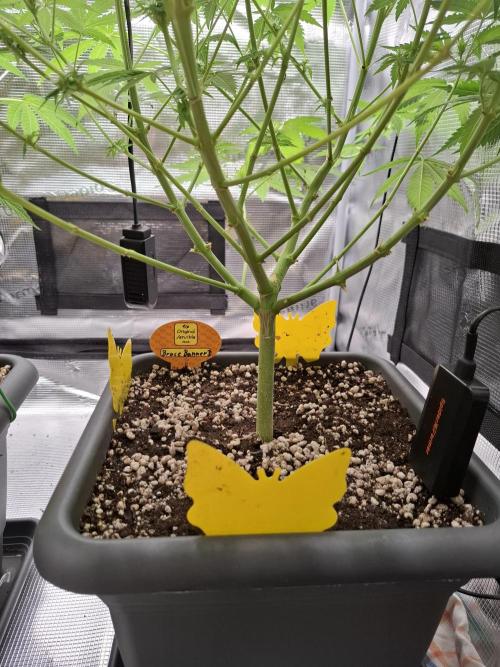 C.C.G / O.S.S Grow Event. Week 9