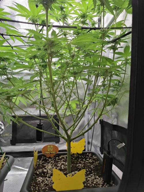 C.C.G / O.S.S Grow Event. Week 9