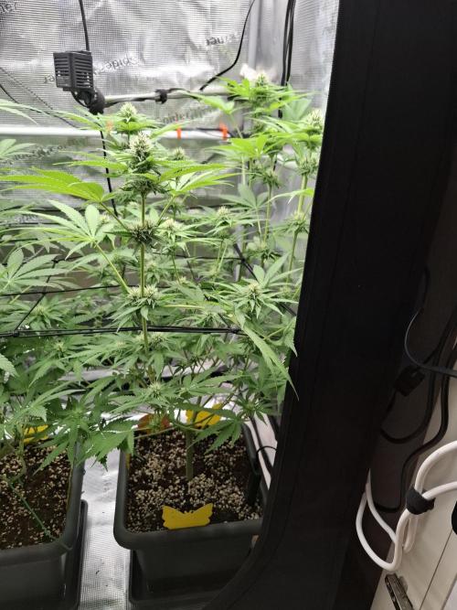 C.C.G / O.S.S Grow Event. Week 9