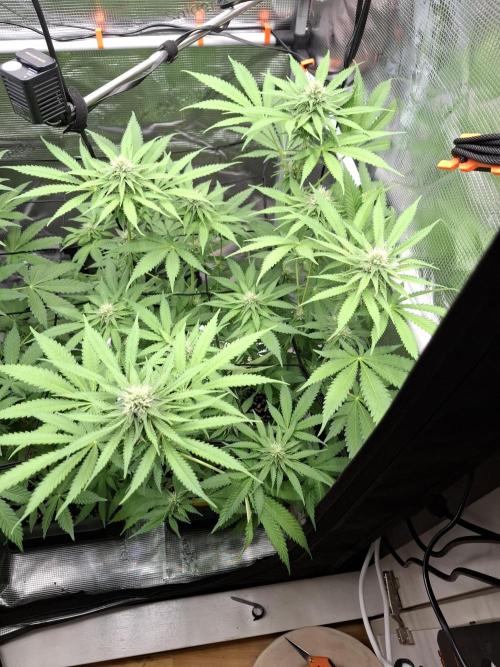 C.C.G / O.S.S Grow Event. Week 9