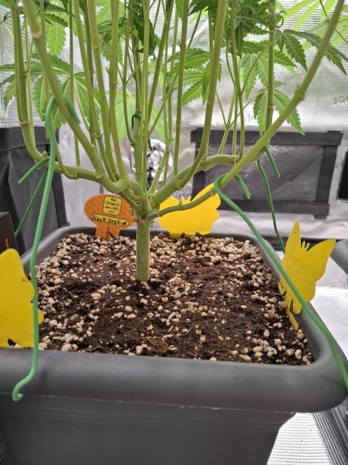 C.C.G / O.S.S Grow Event. Week 9
