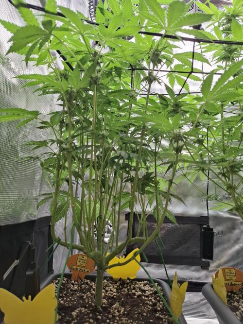 C.C.G / O.S.S Grow Event. Week 9