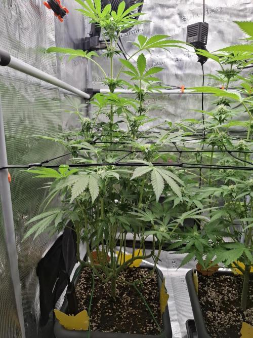 C.C.G / O.S.S Grow Event. Week 9