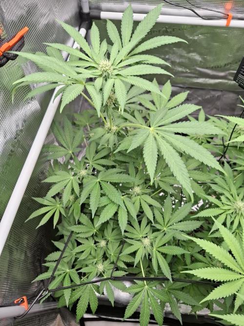 C.C.G / O.S.S Grow Event. Week 9