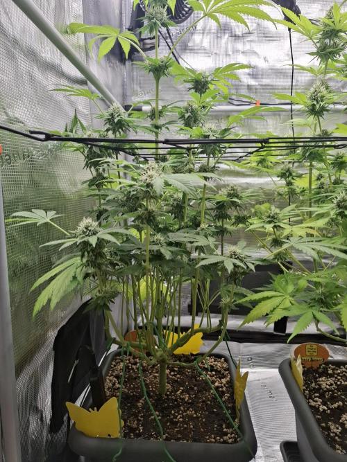C.C.G / O.S.S Grow Event. Week 10