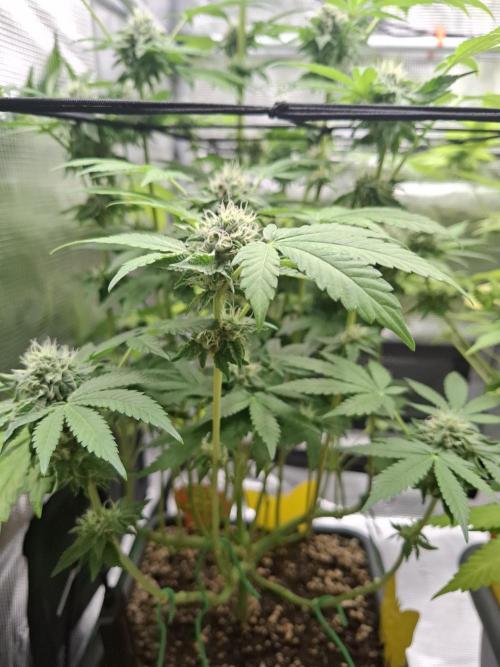 C.C.G / O.S.S Grow Event. Week 10