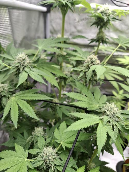C.C.G / O.S.S Grow Event. Week 10