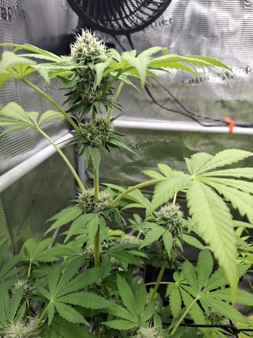 C.C.G / O.S.S Grow Event. Week 10