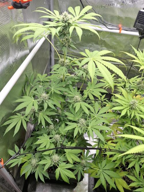 C.C.G / O.S.S Grow Event. Week 10