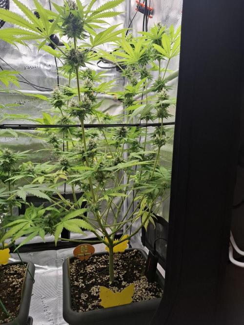 C.C.G / O.S.S Grow Event. Week 10