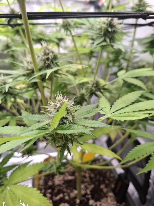 C.C.G / O.S.S Grow Event. Week 10