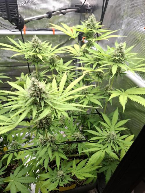 C.C.G / O.S.S Grow Event. Week 10