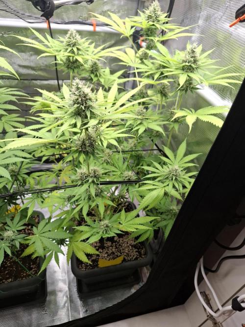 C.C.G / O.S.S Grow Event. Week 10