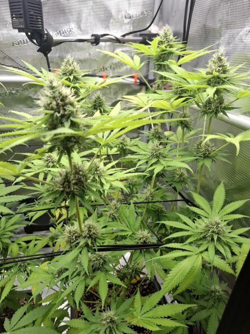 C.C.G / O.S.S Grow Event. Week 10