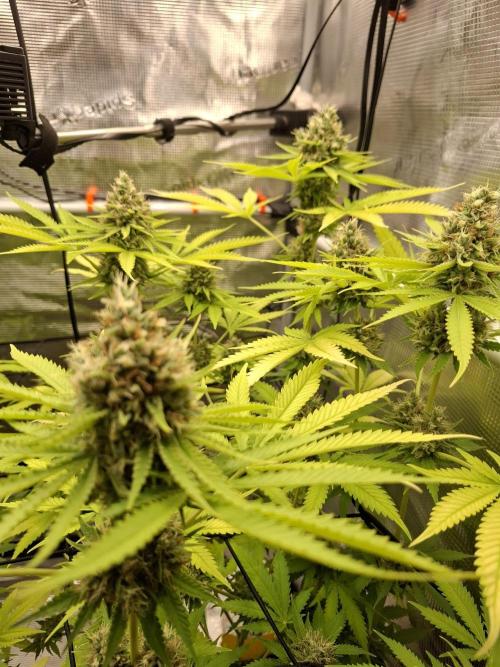 C.C.G / O.S.S Grow Event. Week 11