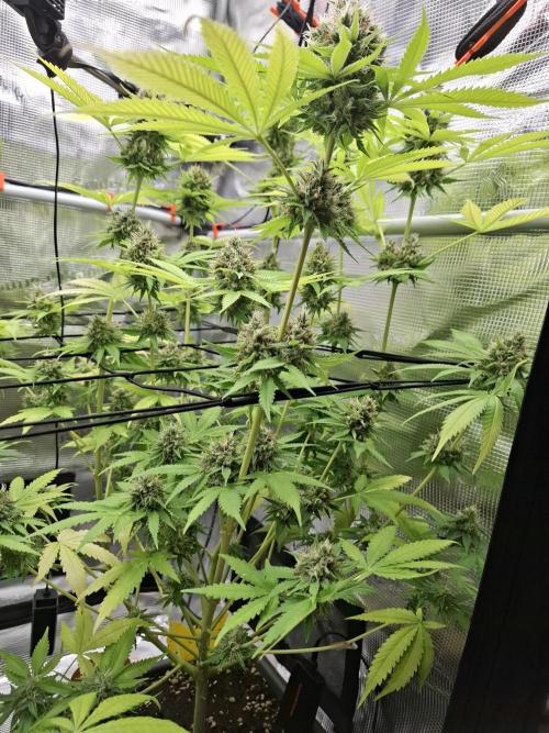 C.C.G / O.S.S Grow Event. Week 11