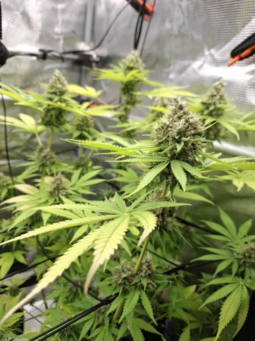 C.C.G / O.S.S Grow Event. Week 11