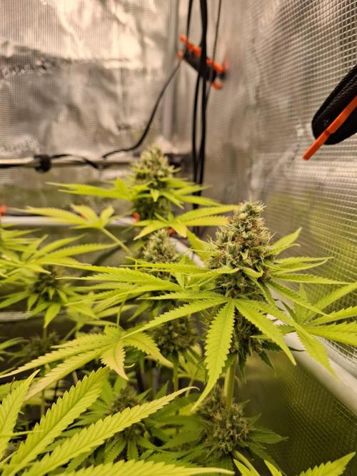 C.C.G / O.S.S Grow Event. Week 11