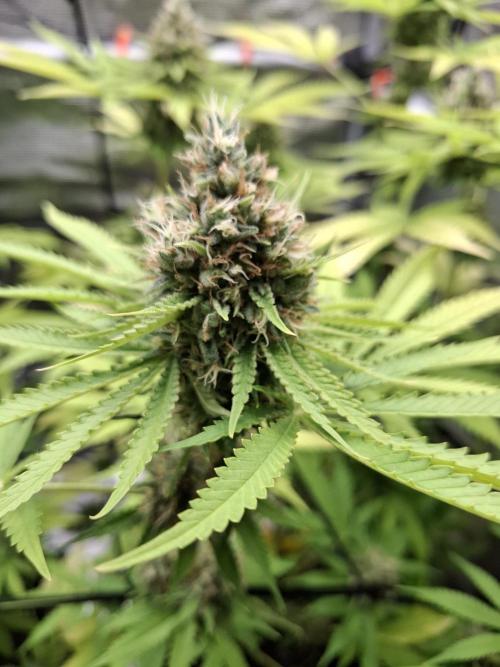 C.C.G / O.S.S Grow Event. Week 11