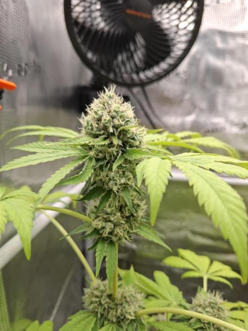 C.C.G / O.S.S Grow Event. Week 11