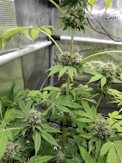 C.C.G / O.S.S Grow Event. Week 11