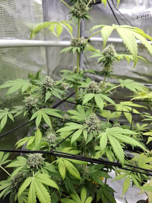 C.C.G / O.S.S Grow Event. Week 11