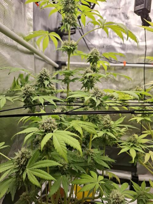 C.C.G / O.S.S Grow Event. Week 11