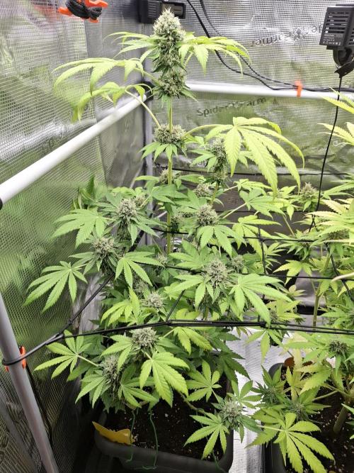 C.C.G / O.S.S Grow Event. Week 11