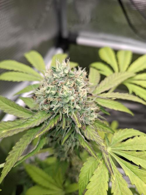 C.C.G / O.S.S Grow Event. Week 12