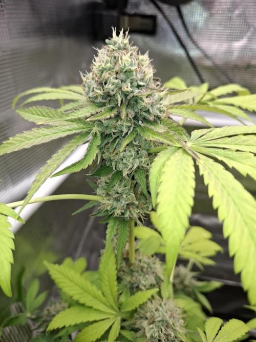 C.C.G / O.S.S Grow Event. Week 12