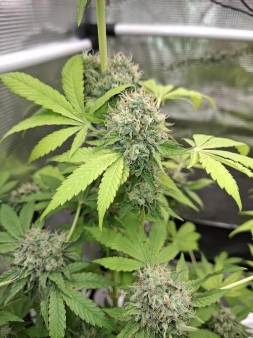 C.C.G / O.S.S Grow Event. Week 12