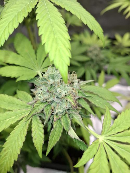 C.C.G / O.S.S Grow Event. Week 12