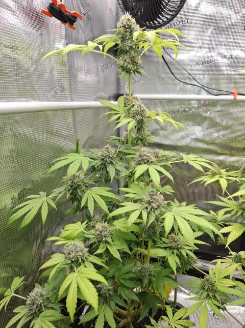 C.C.G / O.S.S Grow Event. Week 12