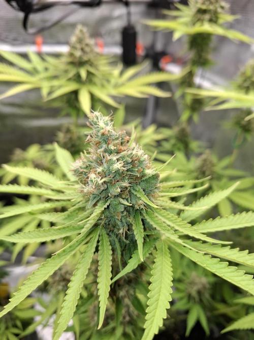 C.C.G / O.S.S Grow Event. Week 12