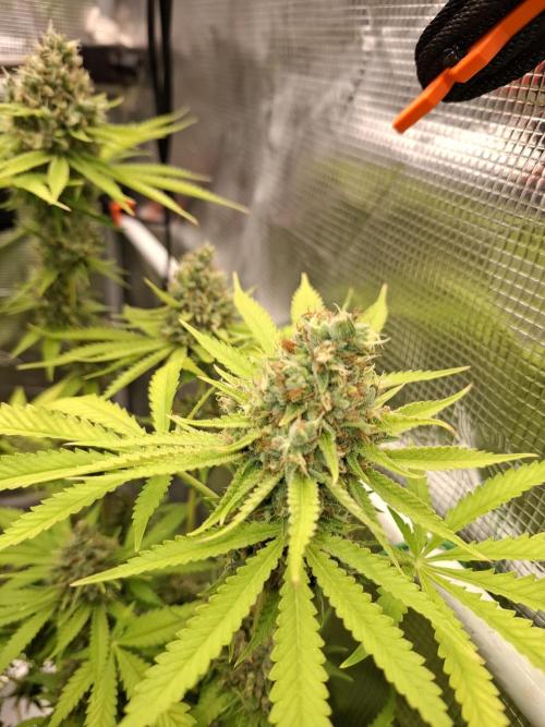 C.C.G / O.S.S Grow Event. Week 12