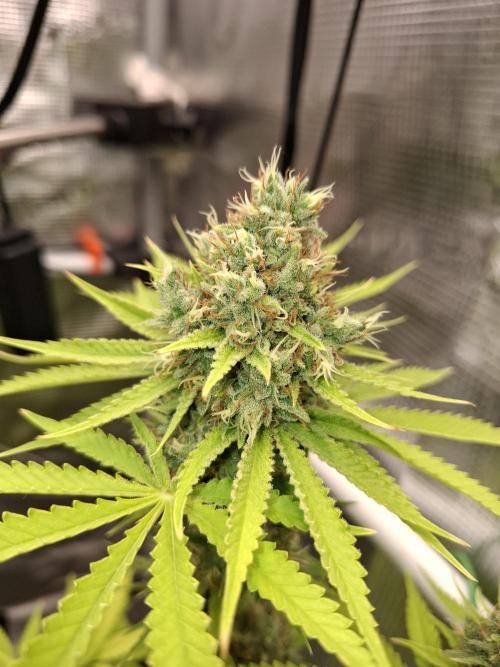 C.C.G / O.S.S Grow Event. Week 12