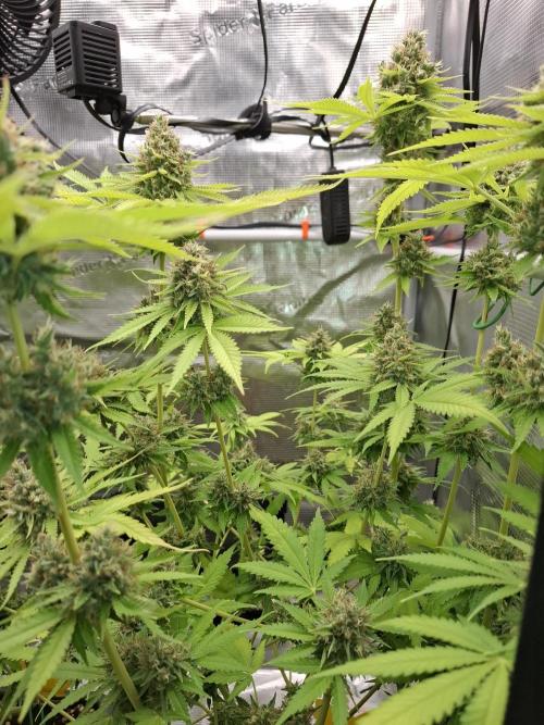 C.C.G / O.S.S Grow Event. Week 12
